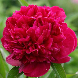 ������ ������ ����� ����������� ��� ���� ������   ����