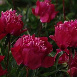 ������ ������ ����� ����������� ��� �������   ����