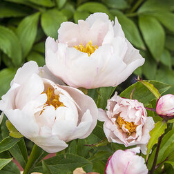 ������ ������ ����� ����������� �������   ����