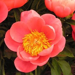 ������ ������ ����� ����������� ���� ������ �����   ����