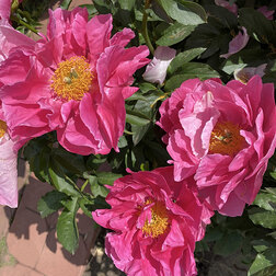 ������ ������ ����� ����������� (�����) �����   ����