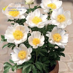 ������ ������ ����� ����������� (�����) ������   ����