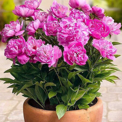 ������ ������ ����� ����������� (�����) ���   ����