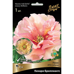 ������ ������ ����� ���-������ ������ ����������* (2-3 �����)   ����