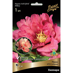 ������ ������ ����� ���-������ ������� (2-3 �����)   ����