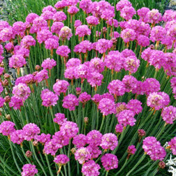 ������ ������ ������� ���������� ������ ���� ��� ���� (1��-250��) ���������������� ������   ����