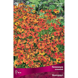 ������ ������ �������� ������� ��������   ����