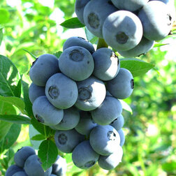 ������ ������ �������� ������������ ����� ���   ����