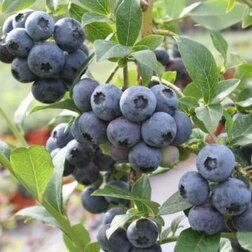 ������ ������ �������� ������������ ������ ����   ����