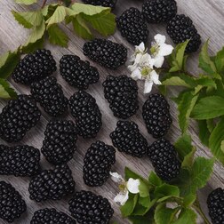 ������ ������ ������� ������ ������ (���������)   ����