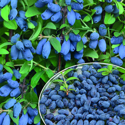 ������ ������ ������� ��������� ���������� (���������)   ����