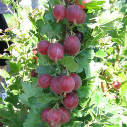 ������ ������ ��������� ����������������   ����