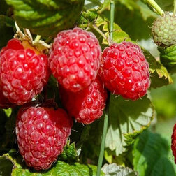 ������ ������ ������ ���� �������   ����