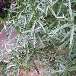 ������ ������ ������� �������� ���� (�������, ���������)   ����