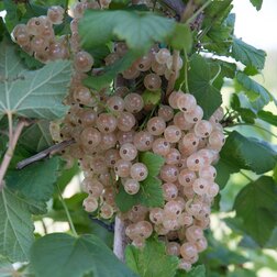 ������ ������ ��������� ����� ������ �����   ����