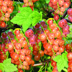 ������ ������ ������� ������� c�������� ����������� (�������)   ����