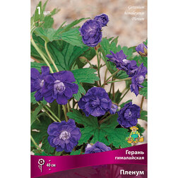 ������ ������ �������� ����������� ������ ������   ����