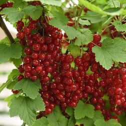 ������ ������ ��������� ������� ����������������   ����