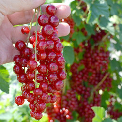 ������ ������ ��������� ������� �����   ����