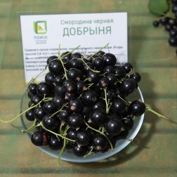 ������ ������ ��������� ������ �������   ����