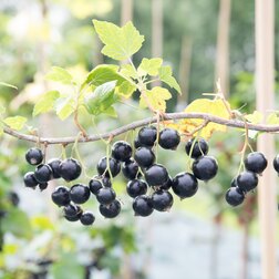 ������ ������ ��������� ������ ��������� �����   ����