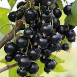 ������ ������ ��������� ������ �����   ����