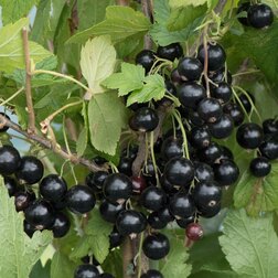 ������ ������ ��������� ������ ����   ����