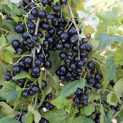 ������ ������ ��������� ������ ������   ����