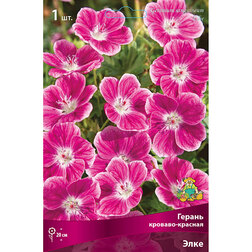 ������ ������ ������ �������-������� ����   ����