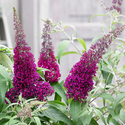 ������ ������ ������� ������ ���� ����   ����