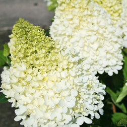 ������ ������ ��������� ����������� (�������� ���� �����)   ����