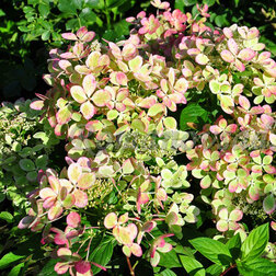 ������ ������ ��������� ����������� ������� ����   ����