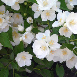 ������ ������ ������ ������� (��������) ��� ����   ����