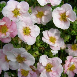 ������ ������ �������� ������������� (��������)   ����