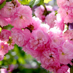 ������ ������ ������� ������� ��������� (�������������)   ����