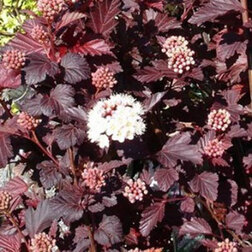 ������ ������ ������� �������������� ���� �� ��� (�������������)   ����