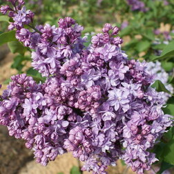 ������ ������ ������ ������������ ������� ������   ����