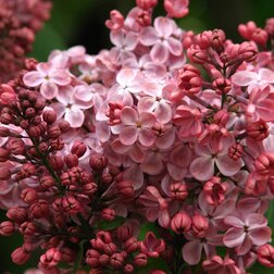 ������ ������ ������ ������������ �������   ����