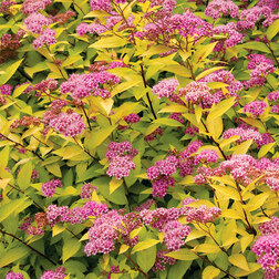 ������ ������ ������� ������ ��������� (��������)   ����