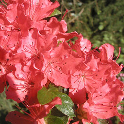 ������ ������ ������ �������� ����� ������   ����