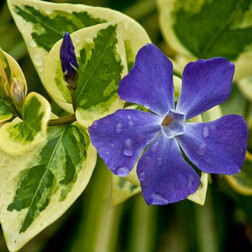 ������ ������ �������� ����� ��������������   ����