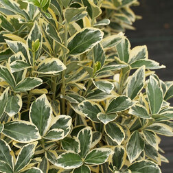 ������ ������ ��������� �������� �����   ����