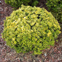 ������ ������ ��������� �������� ����������� ���������������   ����