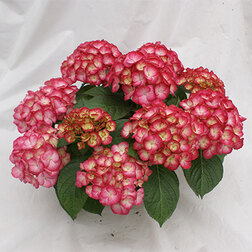 ������ ������ ��������� �������������� ������� �����   ����