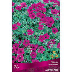 ������ ������ ������ ��������� ��������   ����