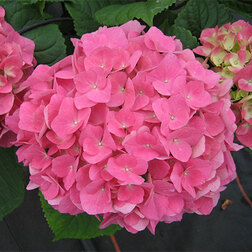 ������ ������ ��������� �������������� (������)   ����