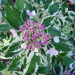 ������ ������ ��������� �������������� ��������   ����