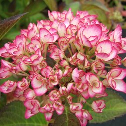 ������ ������ ��������� �������������� ������   ����