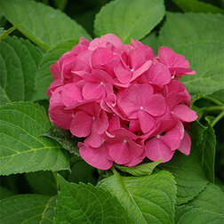 ������ ������ ��������� �������������� �������   ����