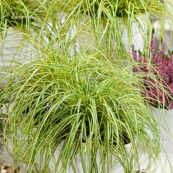 ������ ������ ����� �������   ����